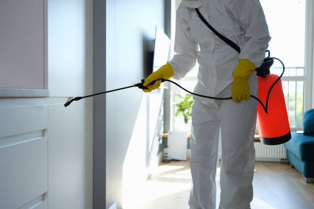 Palmetto Estates, FL Mold Removal Company